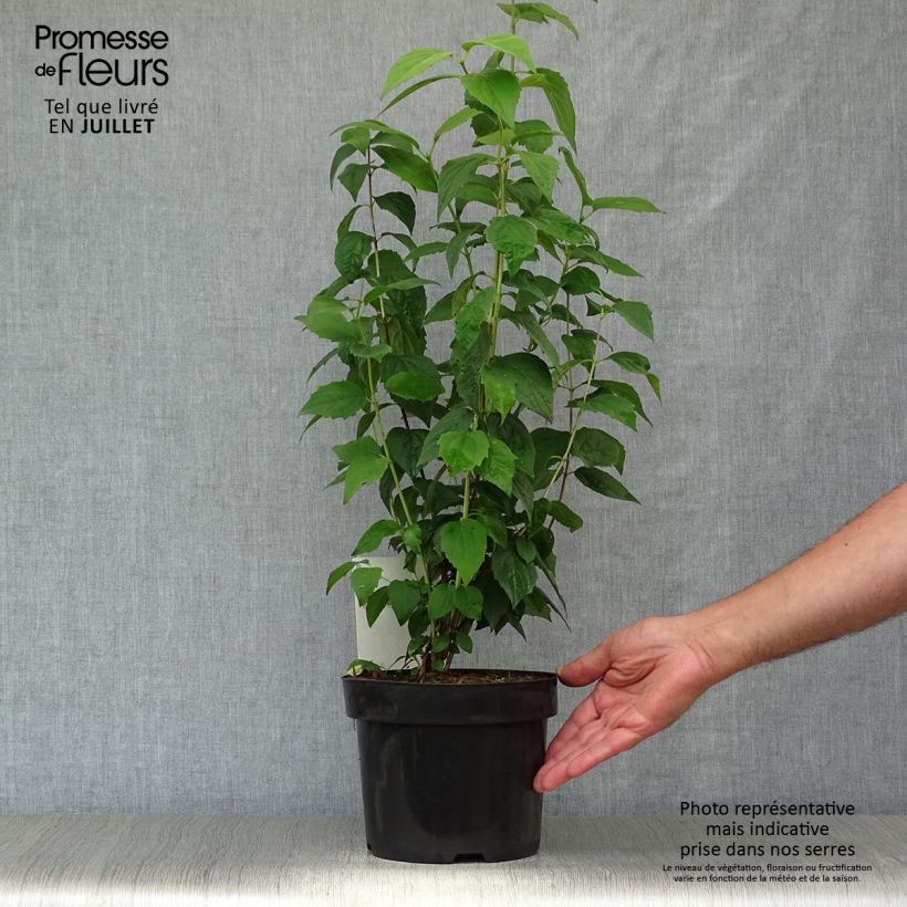 Amostra de Philadelphus Virginal Vaso de 3 L/4 L tal como entregue no verão