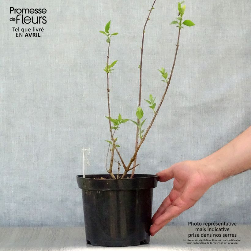 Amostra de Philadelphus Virginal Vaso de 3 L/4 L tal como entregue na primavera