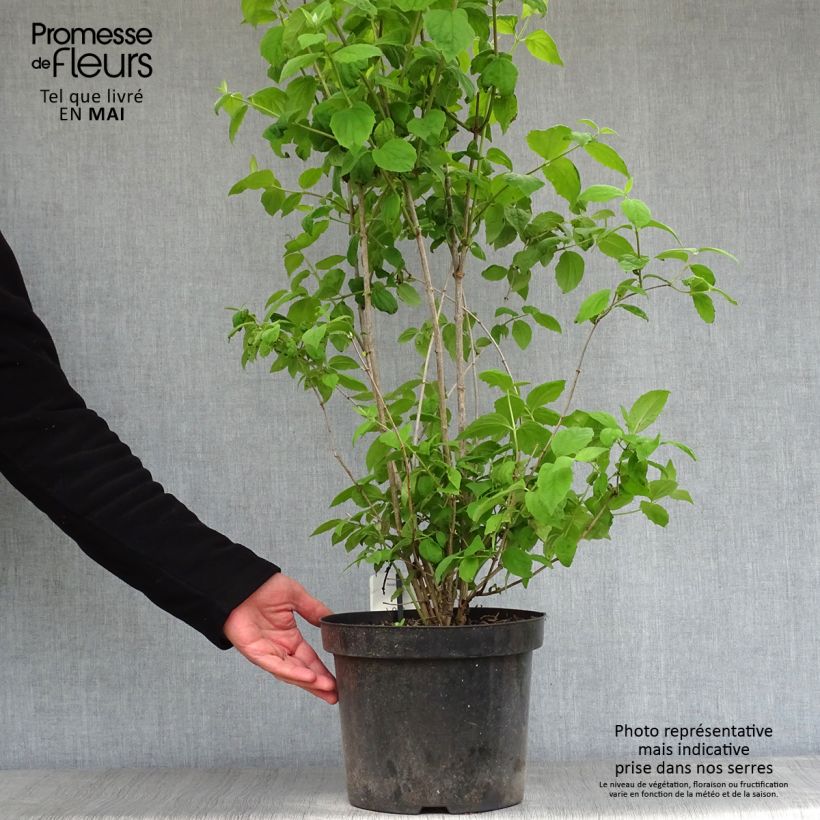 Amostra de Philadelphus Virginal Vaso de 7,5 L/10 L tal como entregue na primavera