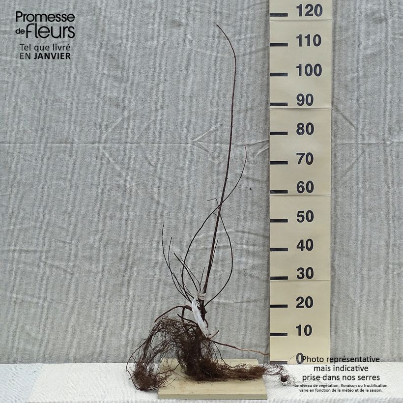 Amostra de Philadelphus Virginal Raízes nuas tal como entregue no inverno