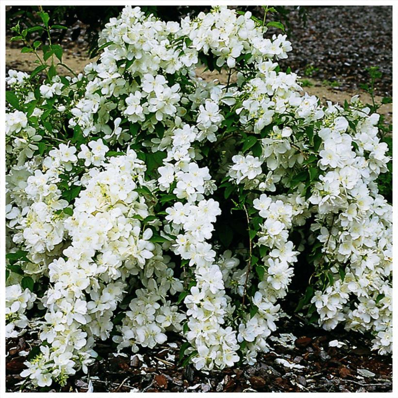 Philadelphus White Rock (Floração)