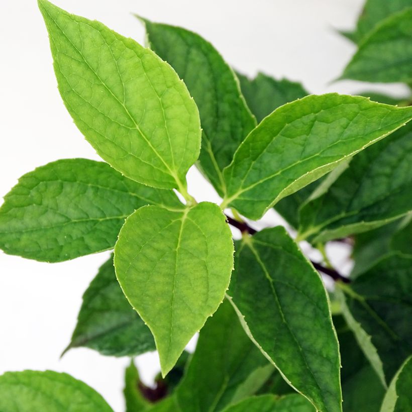 Philadelphus coronarius (Folhagem)