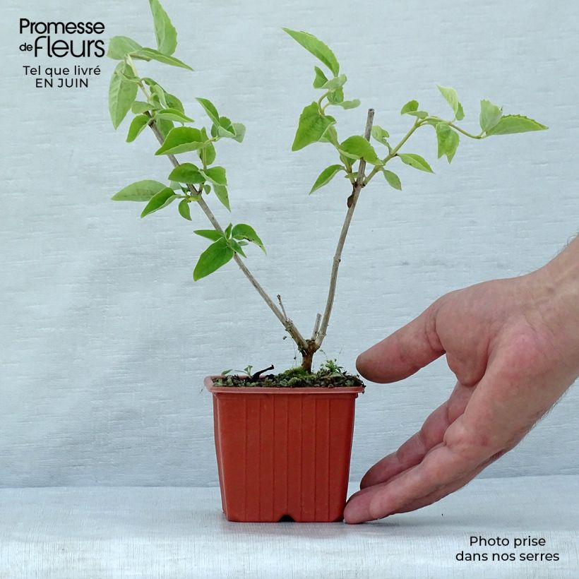 Amostra de Philadelphus coronarius Vaso de 8/9 cm tal como entregue no verão