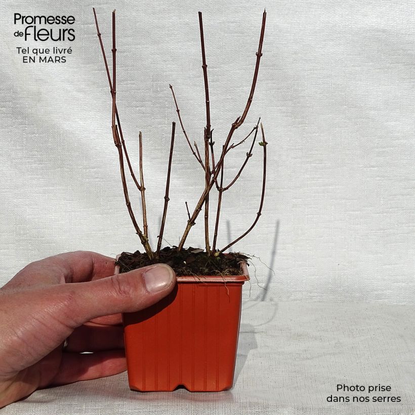 Amostra de Philadelphus coronarius Vaso de 8/9 cm tal como entregue na primavera