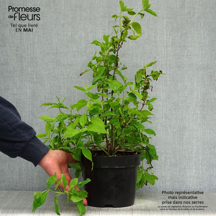 Amostra de Philadelphus coronarius Vaso de 2 L/3 L tal como entregue na primavera