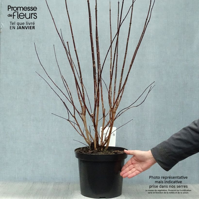 Amostra de Philadelphus coronarius Vaso de 4 L/5 L tal como entregue no inverno