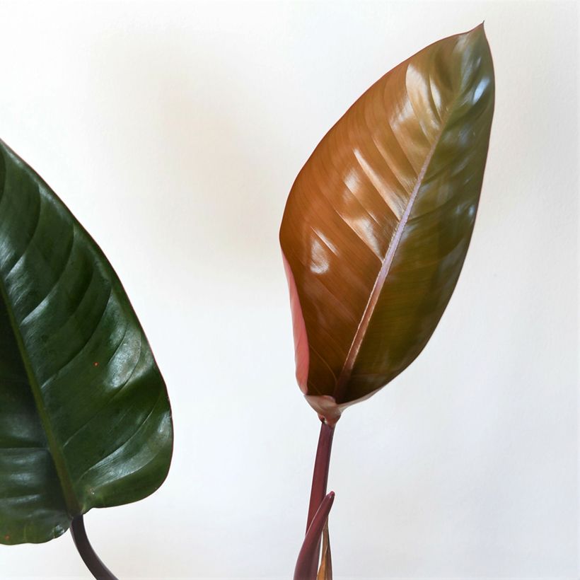 Filodendro Red Congo (Folhagem)