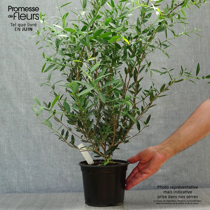 Amostra de Phillyrea angustifolia Vaso de 2 L/3 L tal como entregue no verão
