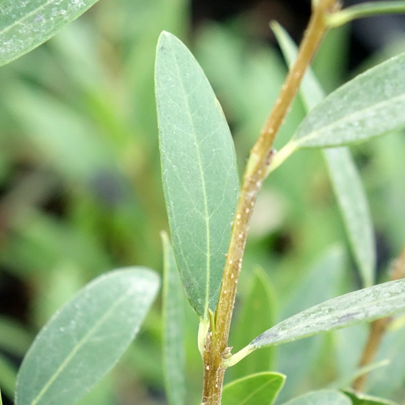Phillyrea angustifolia Green Up (Folhagem)