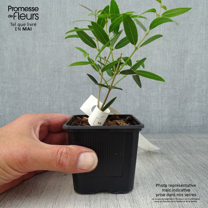 Amostra de Phillyrea angustifolia Rosmarinifolia Vaso de 8/9 cm tal como entregue na primavera