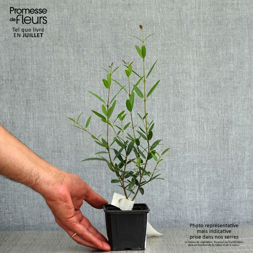 Amostra de Phillyrea angustifolia Rosmarinifolia Vaso de 8/9 cm tal como entregue no verão
