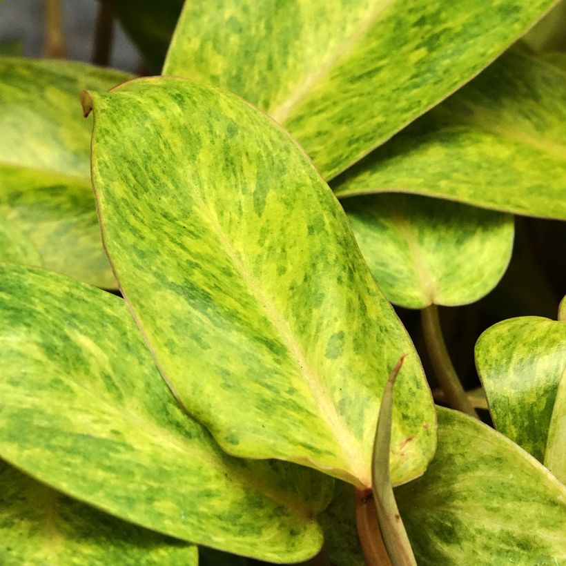 Filodendro Calkins Gold (Folhagem)