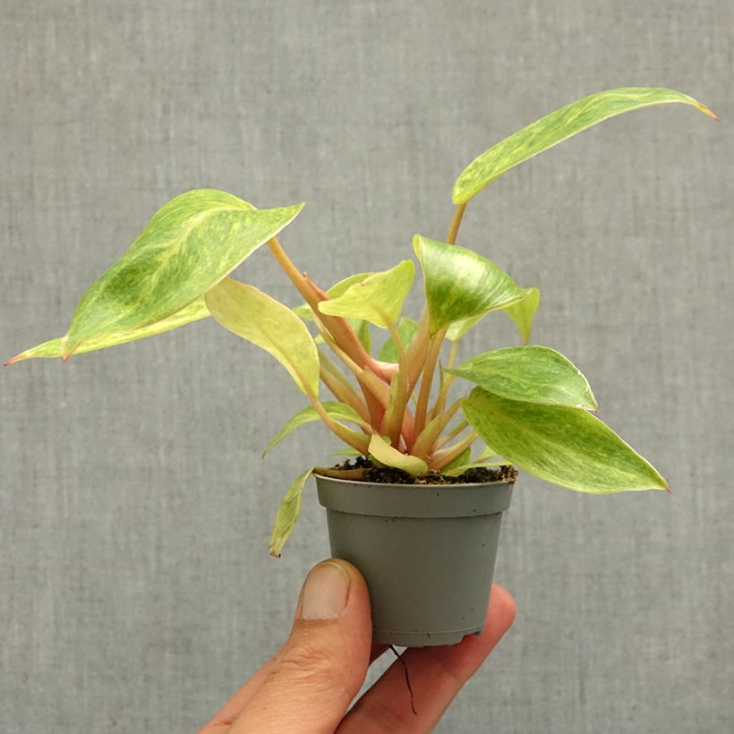 Amostra de Filodendro Calkins Gold Miniplanta tal como entregue na primavera