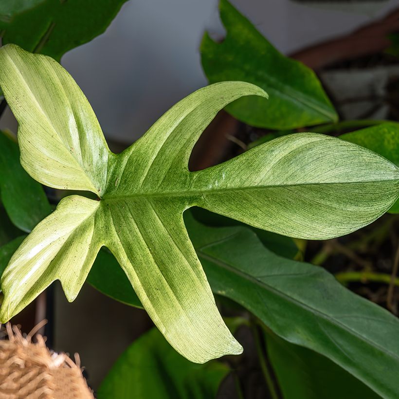 Filodendro Florida Ghost (Folhagem)