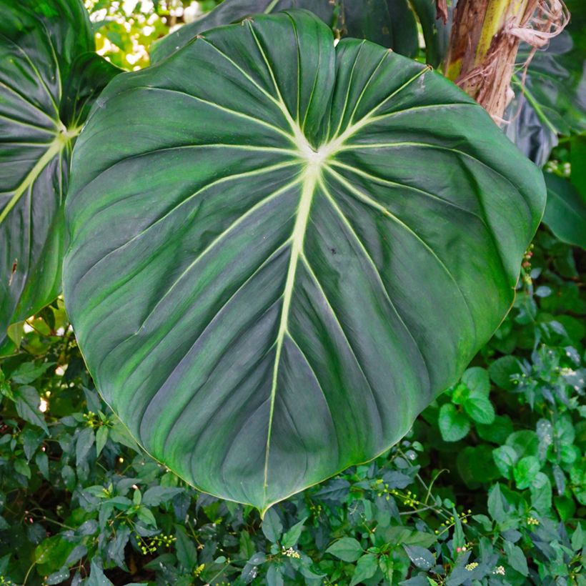 Filodendro gloriosum (Folhagem)