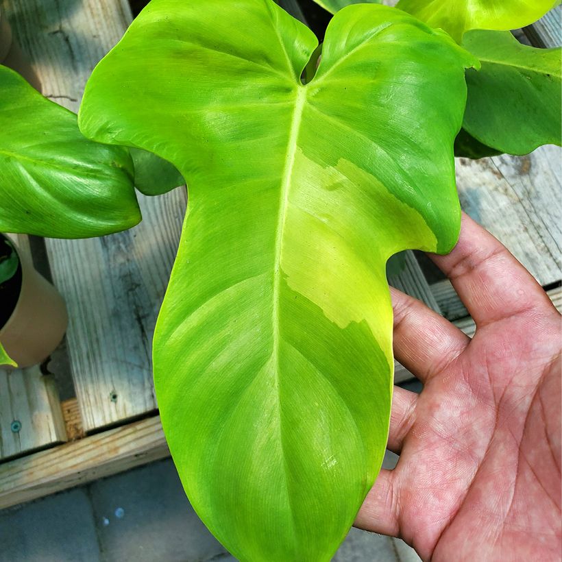 Filodendro bipennifolium Aureum Golden Violin (Folhagem)