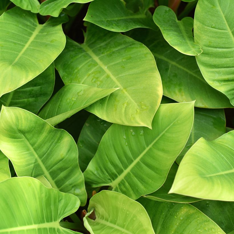 Filodendro Imperial Green (Folhagem)