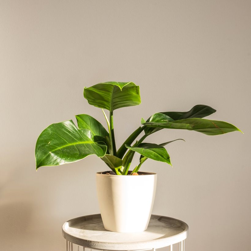 Filodendro Imperial Green (Hábito)