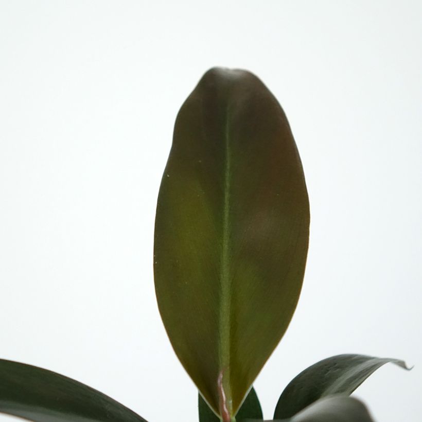 Filodendro erubescens Imperial Red (Folhagem)