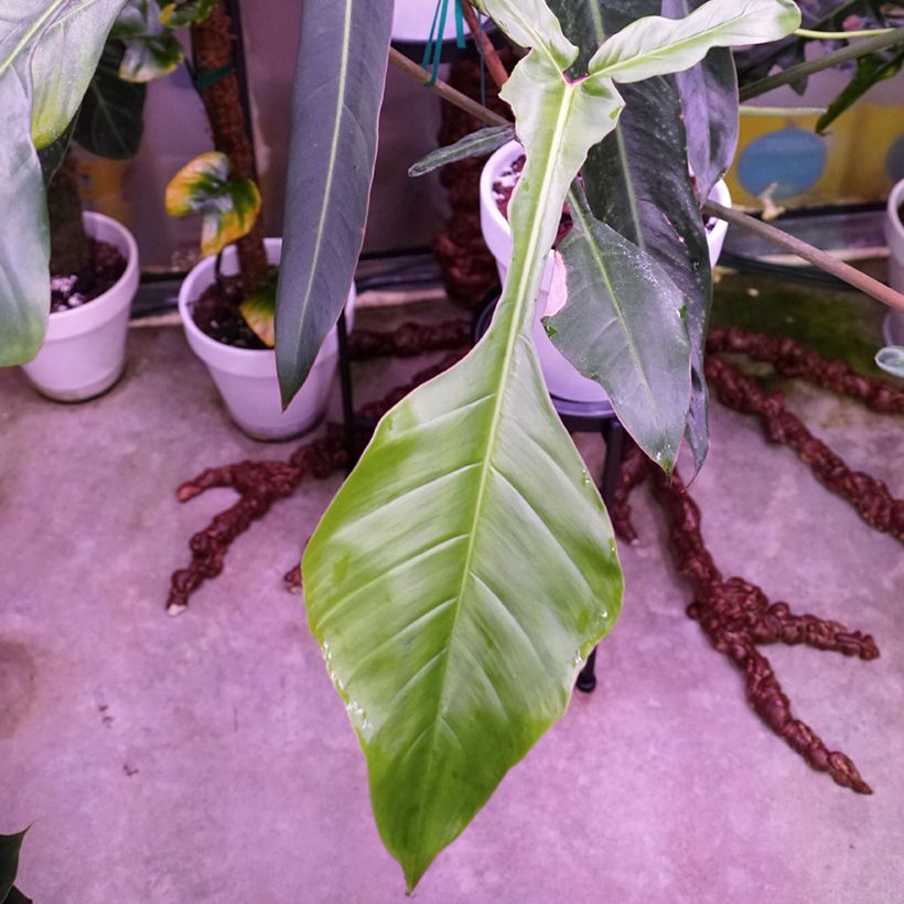 Filodendro × joepii (Folhagem)