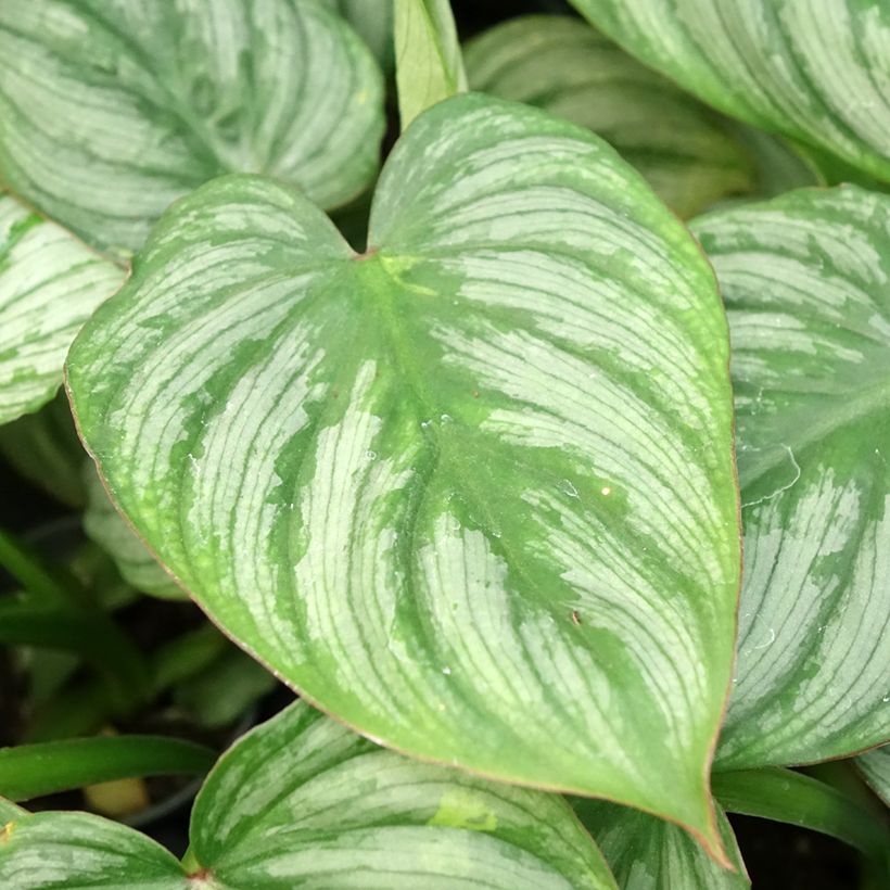 Filodendro McDowell - Philodendron gloriosum × pastazanum (Folhagem)