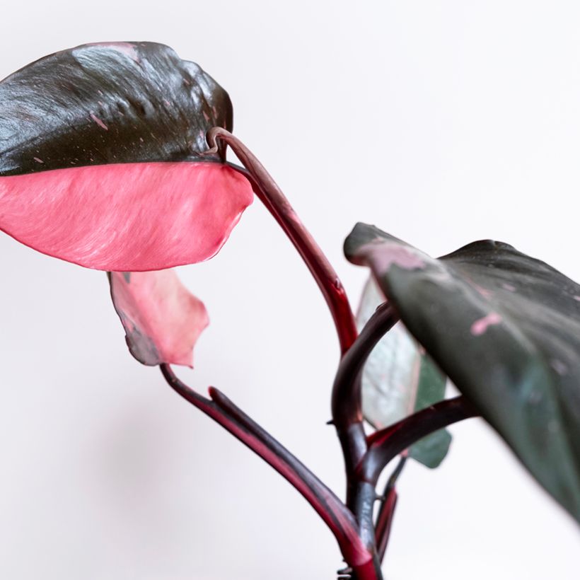 Filodendro Pink Marble (Folhagem)