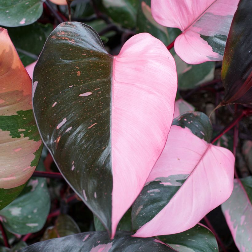 Filodendro Pink Princess (Folhagem)