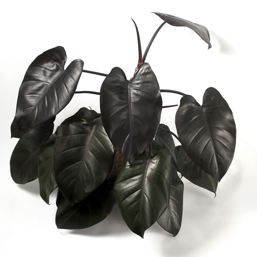 Filodendro tuxtlanum Royal Queen (Hábito)