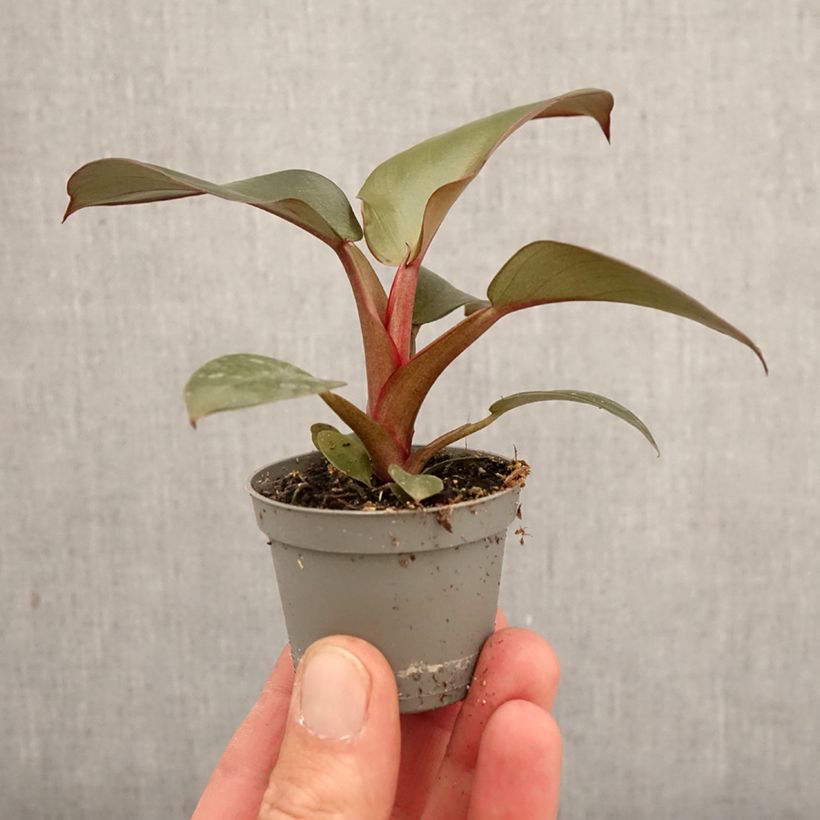 Amostra de Filodendro Black Cardinal Miniplanta tal como entregue na primavera