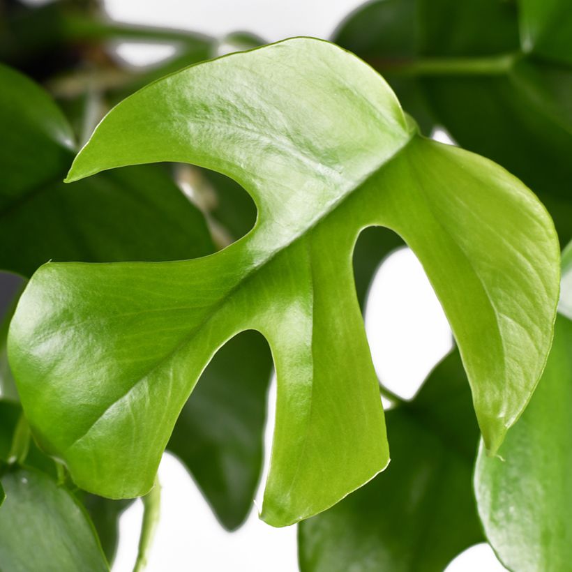 Rhaphidophora tetrasperma Minima - Monstera mínima (Folhagem)