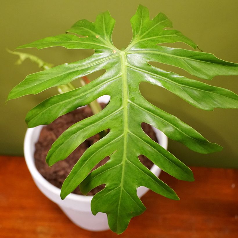 Filodendro radiatum (Folhagem)
