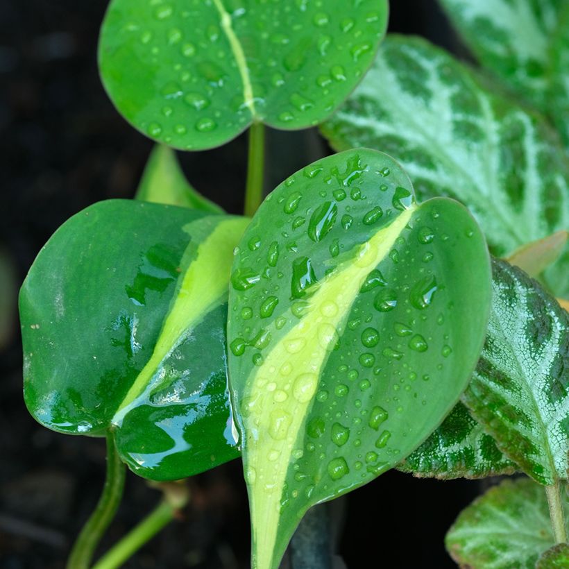 Filodendro hederaceum Brasil (Folhagem)