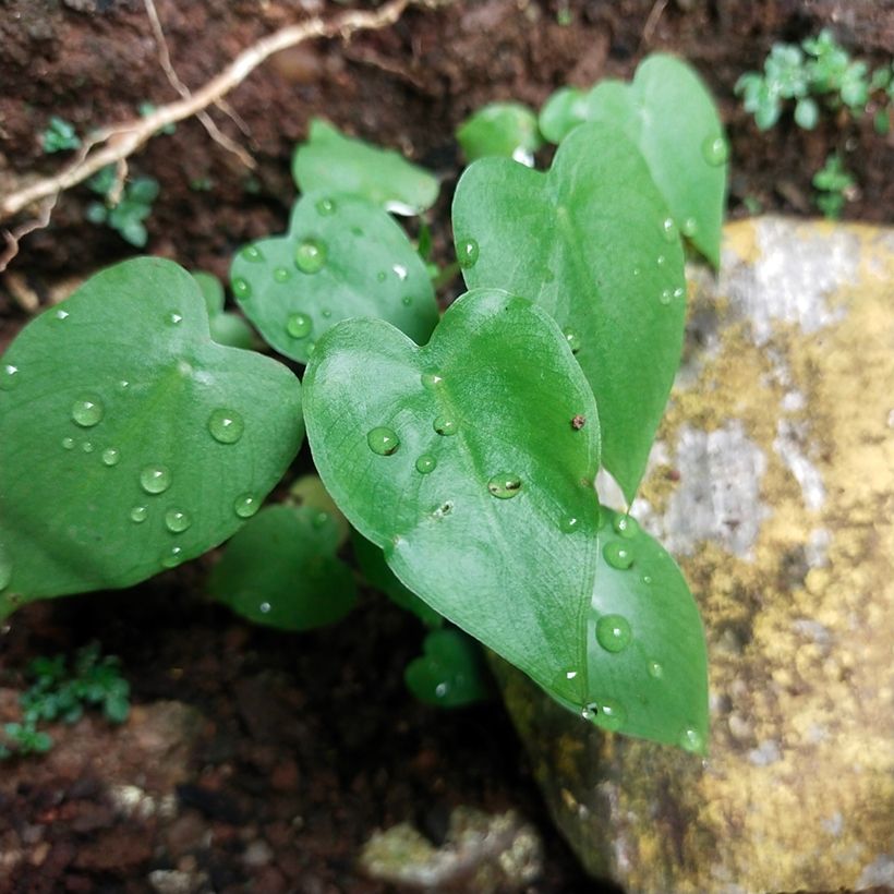 Filodendro hederaceum (Folhagem)