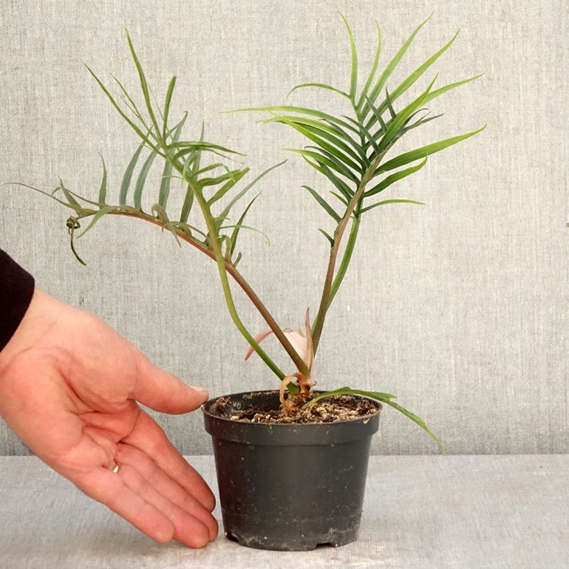 Amostra de Philodendron tortum Vaso de 12 cm/13 cm tal como entregue na primavera