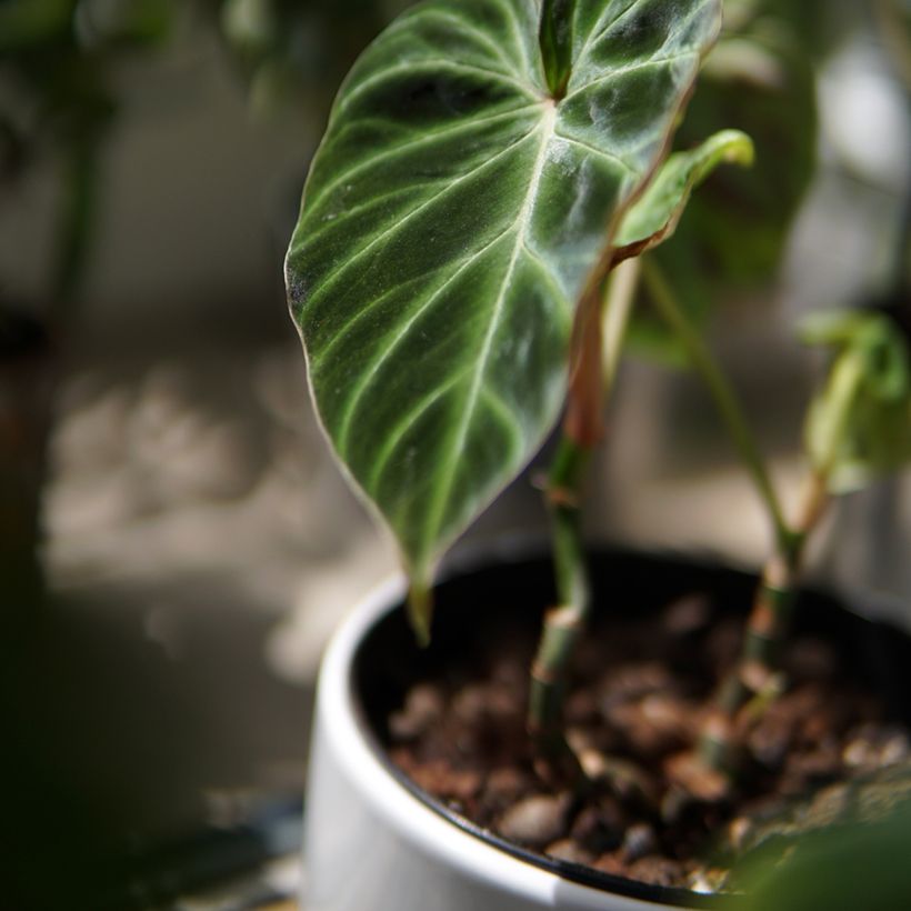 Filodendro verrucosum (Folhagem)