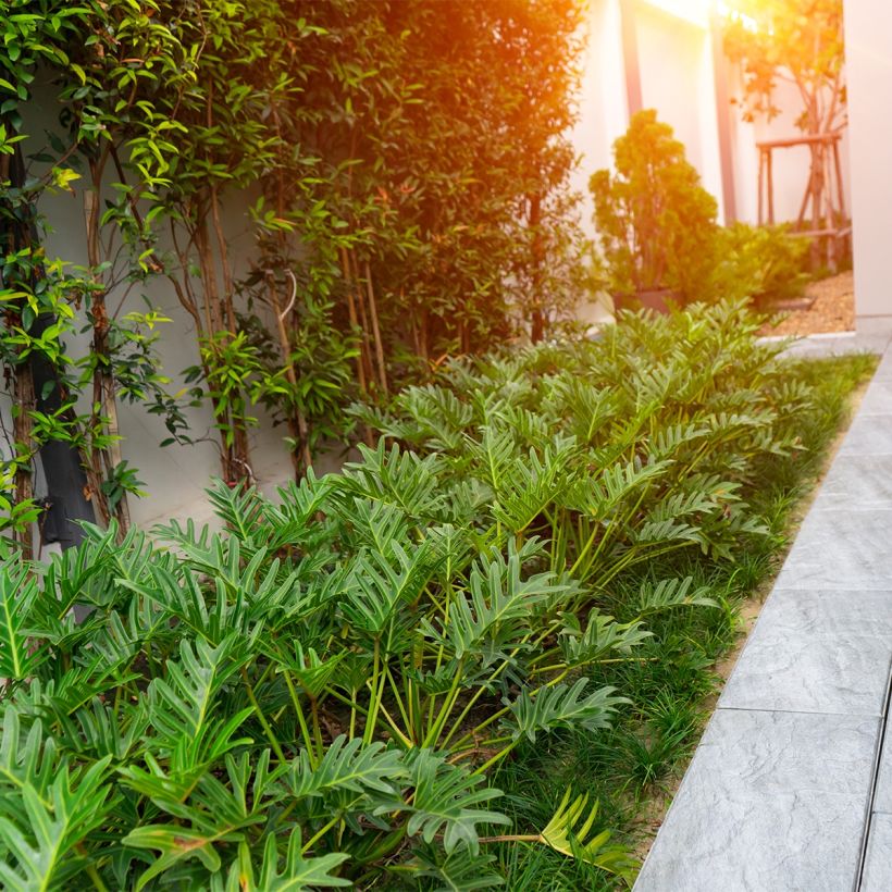 Filodendro xanadu (Hábito)