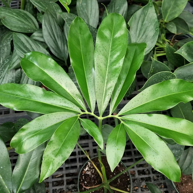 Filodendro goeldii (Folhagem)