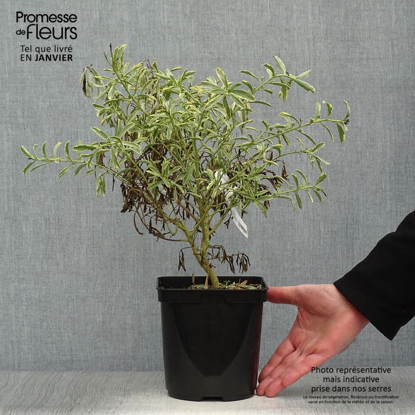 Amostra de Philotheca (Eriostemon) myoporoides Gold Touch  Vaso de 3 L/4 L tal como entregue no inverno