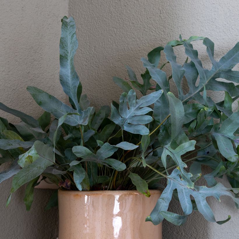 Phlebodium Blue Star - Feto Azul (Folhagem)