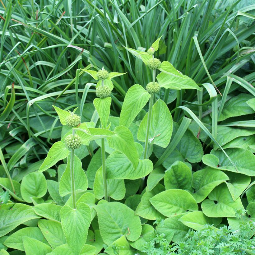 Phlomis russeliana (Hábito)