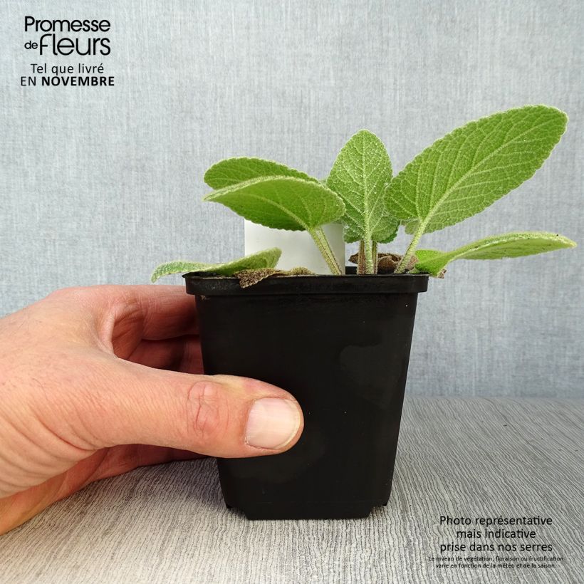 Amostra de Phlomis russeliana Vaso de 8/9 cm tal como entregue no outono