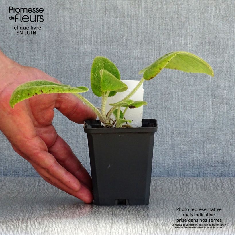 Amostra de Phlomis russeliana Vaso de 8/9 cm tal como entregue no verão