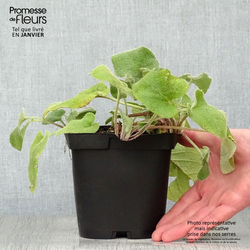 Amostra de Phlomis russeliana Vaso de 2 L/3 L tal como entregue no inverno