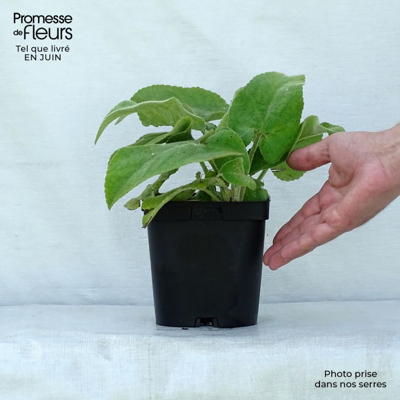 Amostra de Phlomis russeliana Vaso de 2 L/3 L tal como entregue no verão