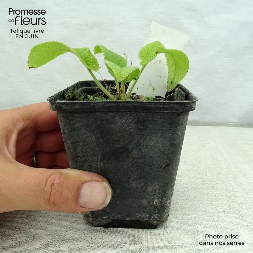 Amostra de Phlomis cashmeriana Vaso de 8/9 cm tal como entregue no verão