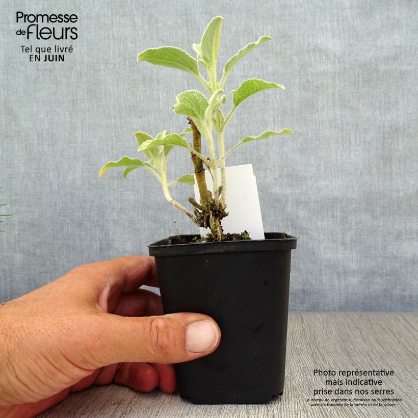 Amostra de Phlomis fruticosa Vaso de 8/9 cm tal como entregue no verão