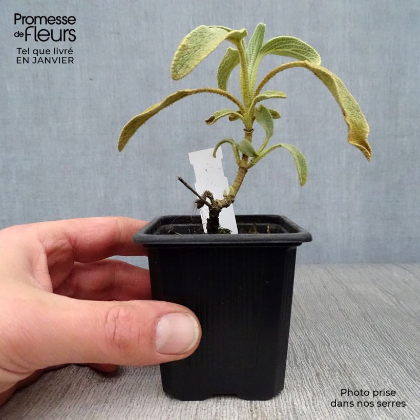 Amostra de Phlomis fruticosa - Sauge de Jérusalem Vaso de 8/9 cm tal como entregue no inverno