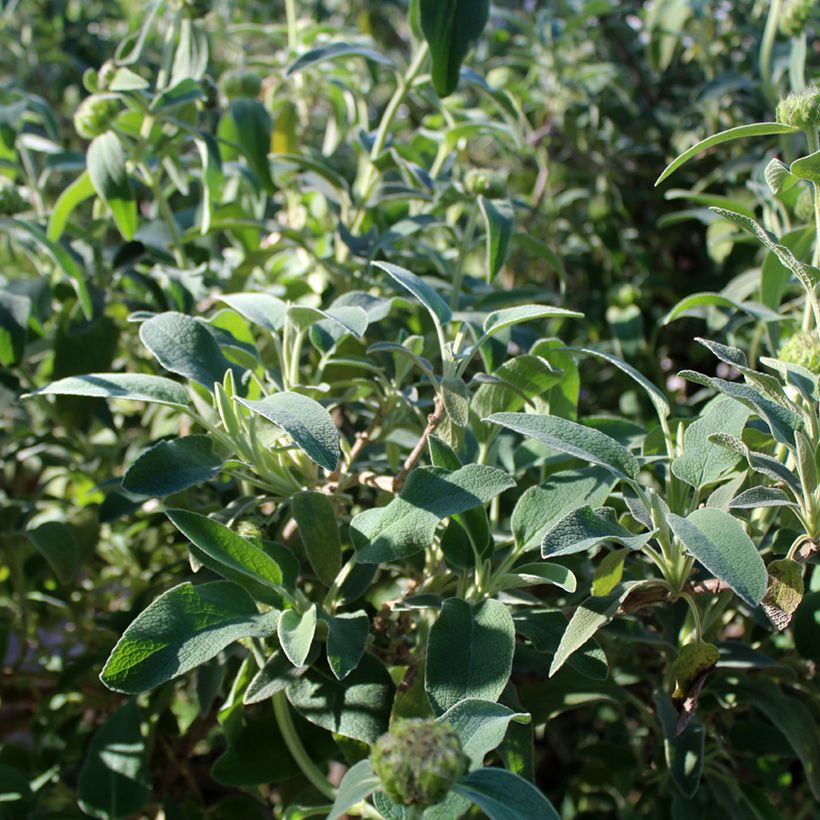 Phlomis fruticosa (Folhagem)