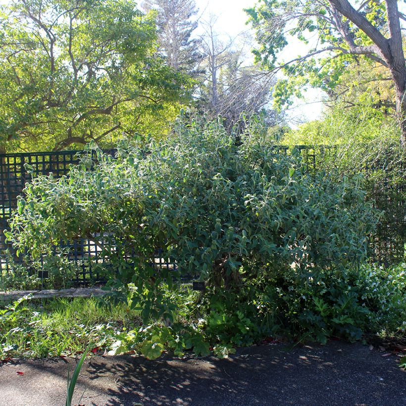 Phlomis fruticosa (Hábito)