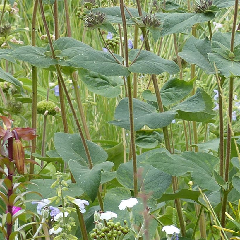 Phlomis samia (Folhagem)